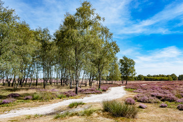 Beautiful Dutch landscape with flowering Heather