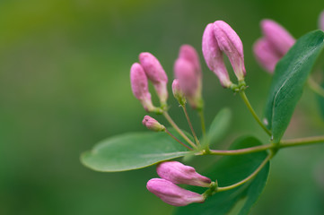 flowering bush with pink flowers in the wild