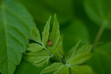 plant in spring with fresh leaves
