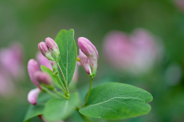 Fototapeta premium flowering bush with pink flowers in the wild