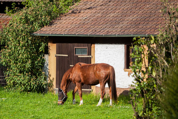 Beautiful, young, alone, brown horse eat fresh green grass in the trough near house at spring - Powered by Adobe