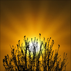 Dawn Chorus