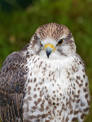 Bird of Prey Portrait