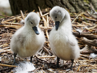 Two Cute Cygnets