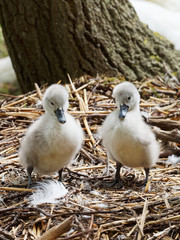 Two Cute Cygnets