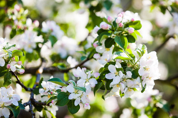 Flowers of the apple tree blossoms on a spring day with bold green background - close up
