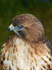 Bird of Prey Portrait