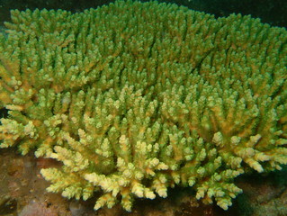 Plongée Philipines