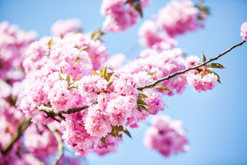Flowers of the tree blossoms in pink on a spring day with bold blue sky background - close up