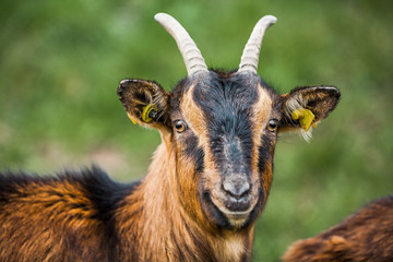 Fototapeta premium Goat herd ir rural Germany