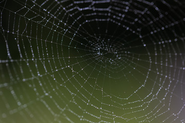 Morning dew on the web. Drops of dew. .
