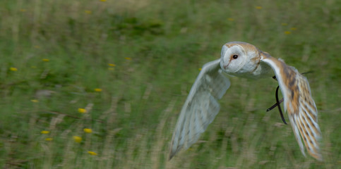 barn owl