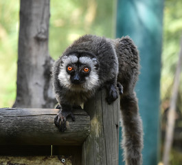 lemur