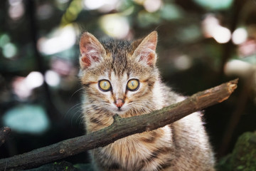 Fototapeta premium stray cat in the village 