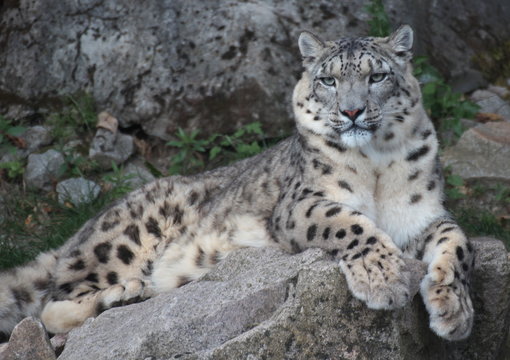 Schneeleopard