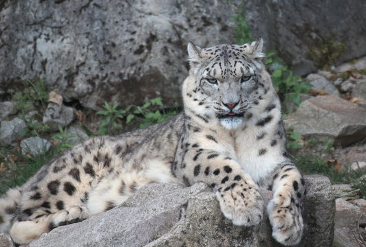 Schneeleopard