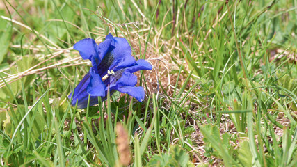 Genziana blu sbocciata nel prato in alta montagna in estate