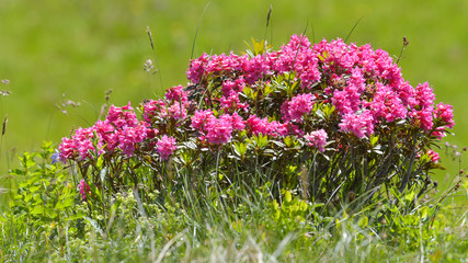 cespuglio di rododendro fiorito in alta montagna