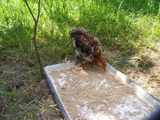 Domestic young Chicken Eating Grains and Grass