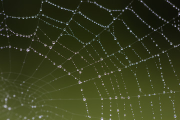Morning dew on the web. Drops of dew. .