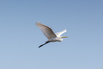 great white egret (egretta alba) flight, blue sky, spread wings