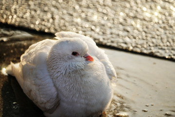    white doves in the puddle