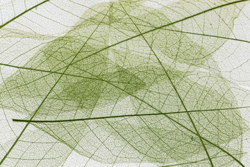 Fototapeta na wymiar fond de feuilles sèches translucides 