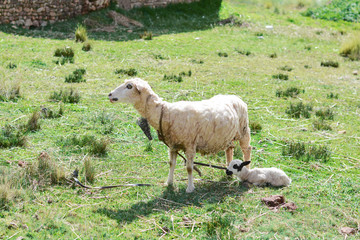 Mommy sheep with her litle baby lamb.