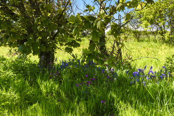 Under the Sycamore. Bluebells, Hyacinthoides non-scripta, and Honesty, Lunaria annua, under Sycamore trees, Acer pseudoplatanus, in Caithness, Scotland. 
