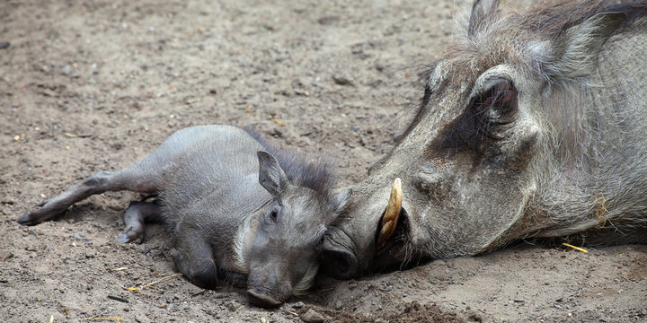 Warzenschweine: Jungtier mit Mutter