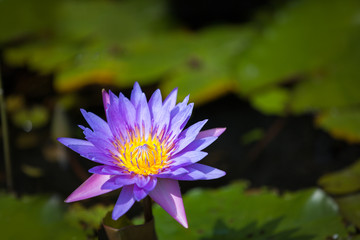 water Lily with flower