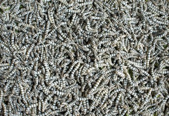 Silkworms (Bombyx mori) larvae in sleep stage