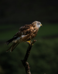 red kite
