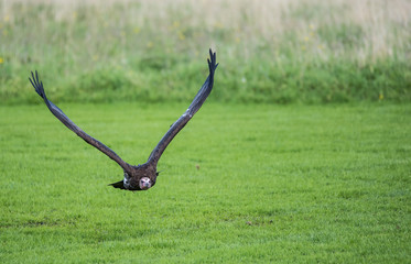 flight