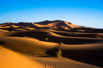 Sand dunes in Sahara desert during the sunny day with the blue sky