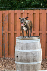 Happy dog standing on a beer barrel at a brewery