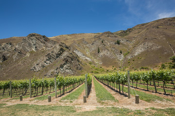 Fototapeta na wymiar Vineyards in front of a mountain range and next to a driveway at a winery near Queenstown, New Zealand