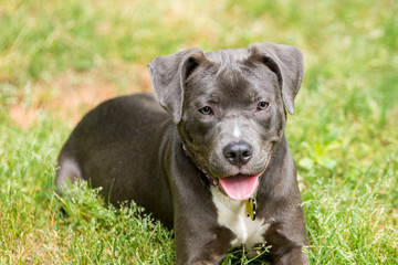 A cute mixed breed dog having fun in the yard