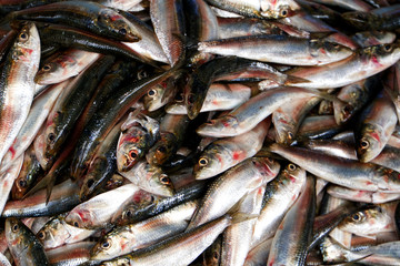 Obraz premium Frische Fische