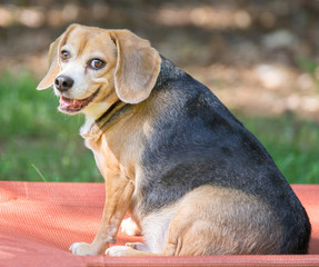 A portrait of an overweight beagle smiling at the camera