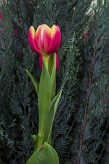 Fototapeta premium Tulips are flowers instead of love and Father's Day.