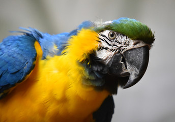 Macaw