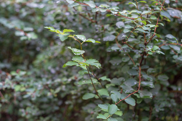 background. defocus. trees and green shrubs