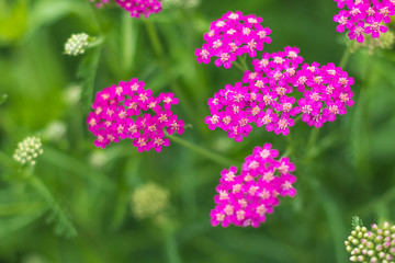 Urban flowers close-up, focus with shallow depth of field