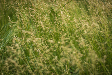 Texture of beautiful green grass, selective focus, background with vignette