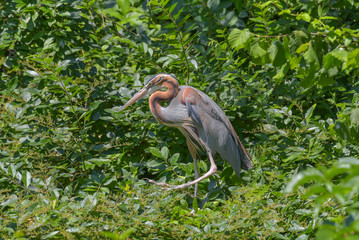 Airone rosso che si sta muovendo attraverso le foglie del bosco