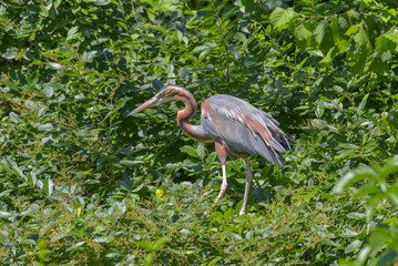Airone rosso nel bosco verde in estate
