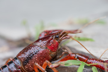 Crayfish in nature
