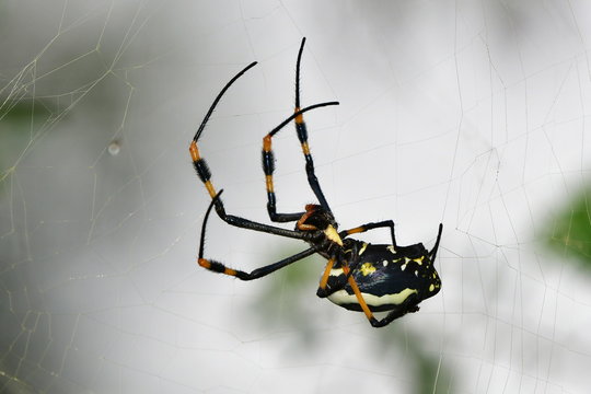 Golden orb spider.Kruger National park in South Africa