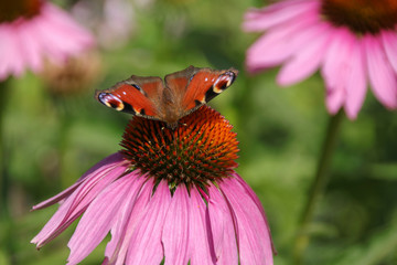 Echinacea purpurea, Schmetterling auf Roter Sonnenhut Blume, Aglais io